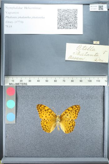 Media type: image;   Entomology 158911